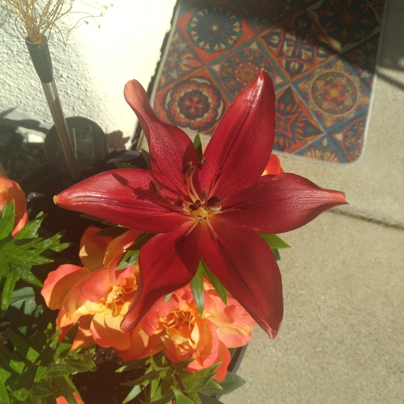 Meet your Posher, Picklebeans! - Picture 2 of 3